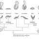Illustration for article titled A Reptile With No Penis Just Solved a Baffling Scientific Mystery